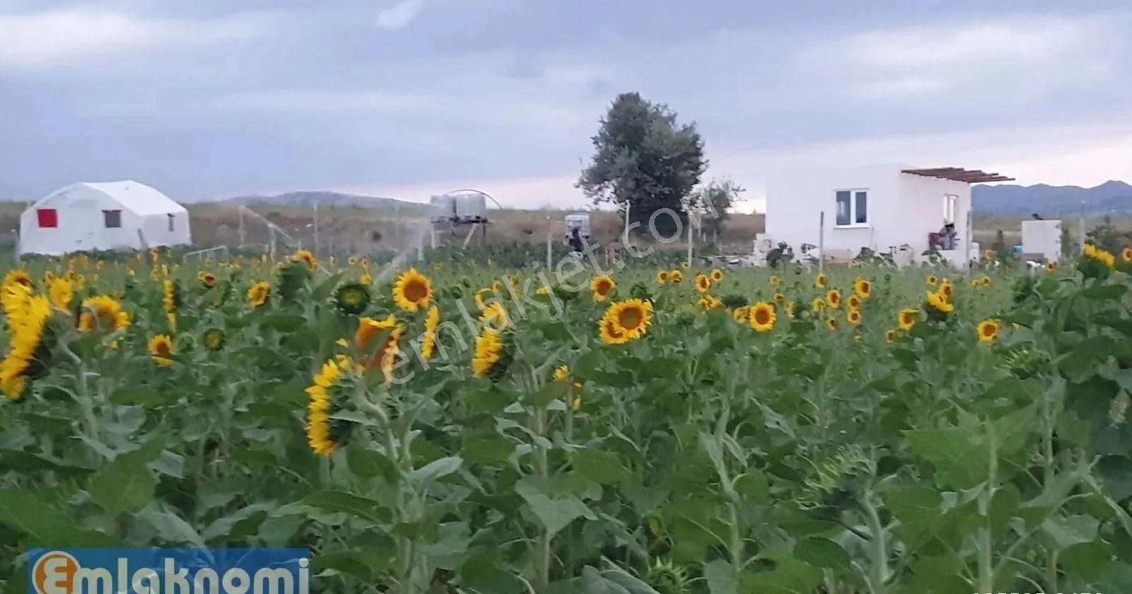 Morcalı'da 22 Dönüm Satılık Kuyulu Sulak Tarla
